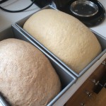 White whole wheat rising in pan