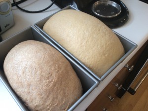 White whole wheat rising in pan