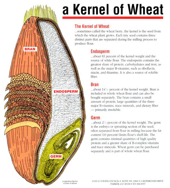 Baking With Whole Wheat Flour - image of wheat kernel