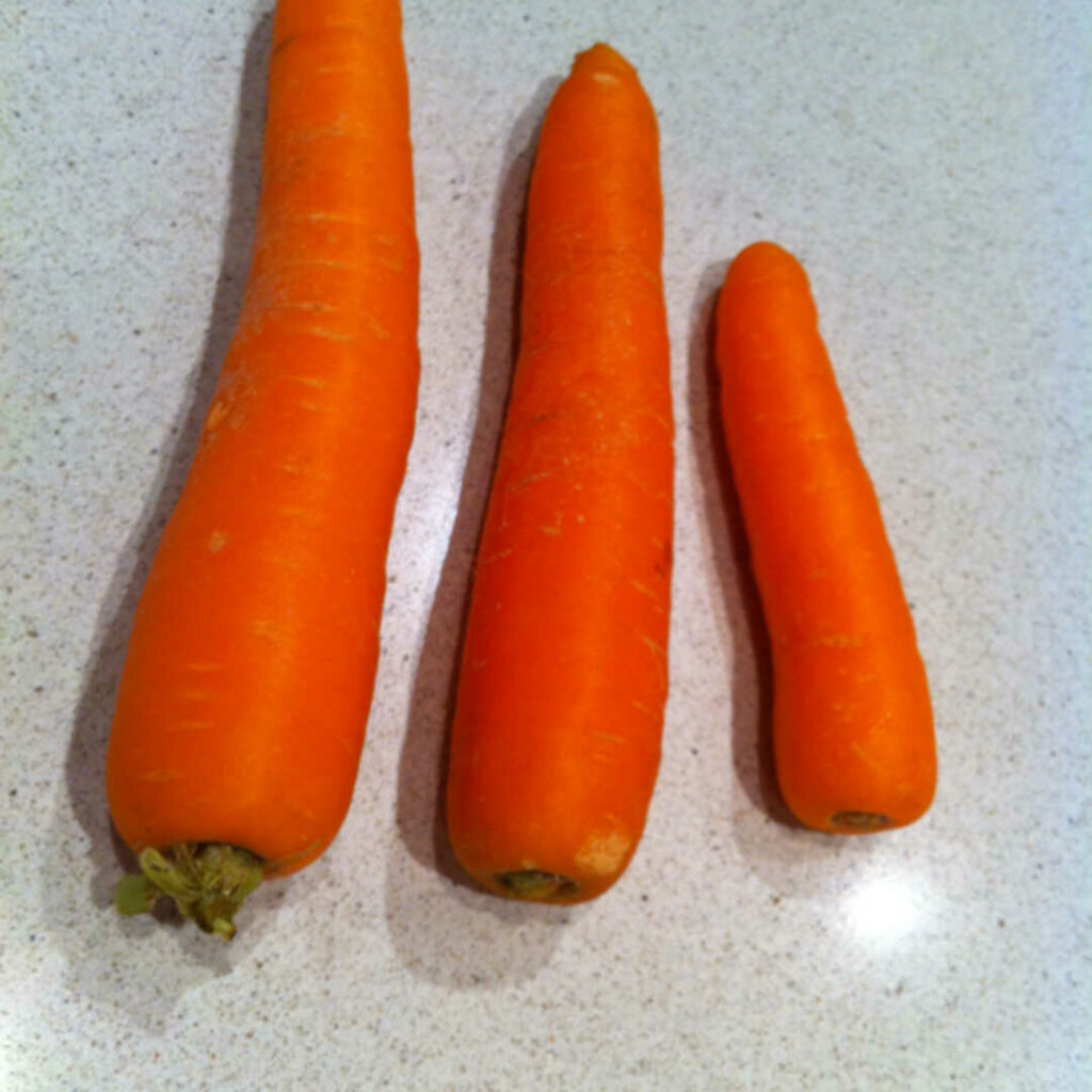 3 carrots, displayed to show relative size of large versus medium versus small.